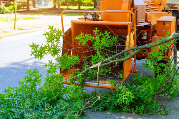 Best Tree Maintenance Programs  in Bing, OR
