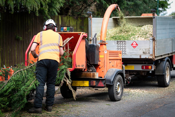 Best Fruit Tree Pruning  in Bing, OR