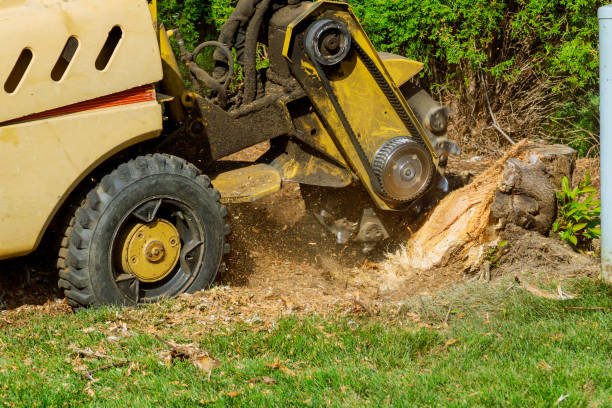 Best Leaf Removal  in Bing, OR