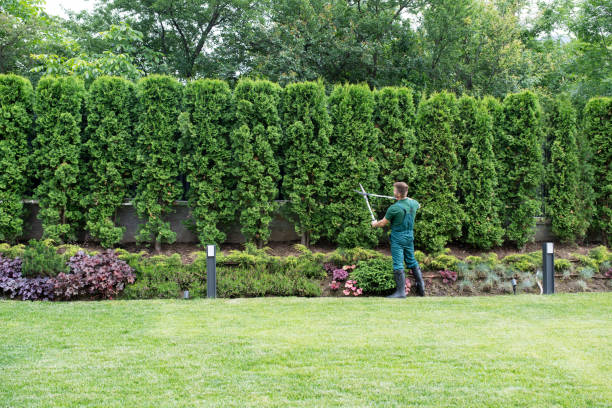 Best Lawn Irrigation Installation and Maintenance  in Bing, OR