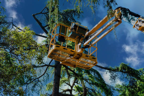 Best Tree and Shrub Care  in Bing, OR