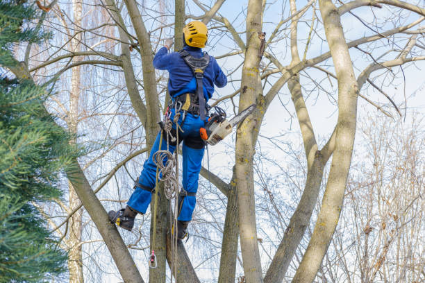 Best Tree Removal  in Bing, OR