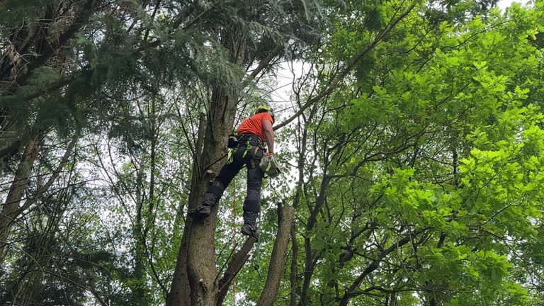 Best Commercial Tree Services  in Bing, OR