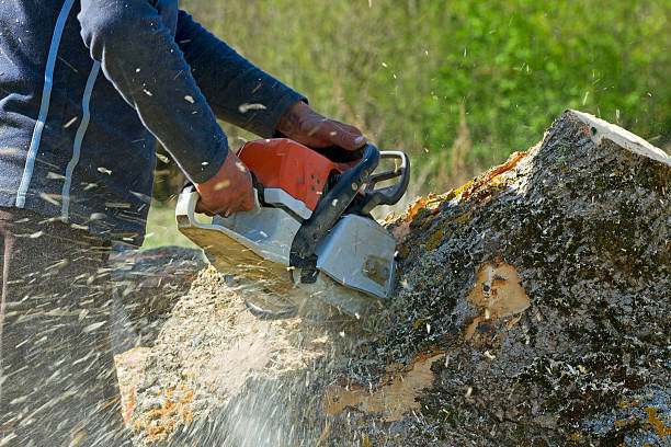 Best Lawn Disease Treatment  in Bing, OR