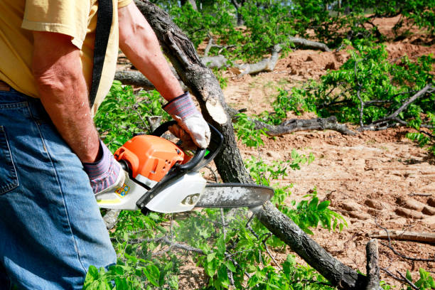 Best Emergency Tree Removal  in Bing, OR